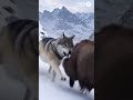 Wolf Successfully Rides The Tahr Next Second They Jump Off Together ️ Shorts Wolf Omg