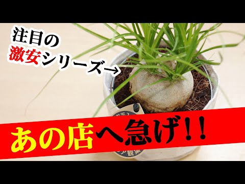 ラグワート 植物