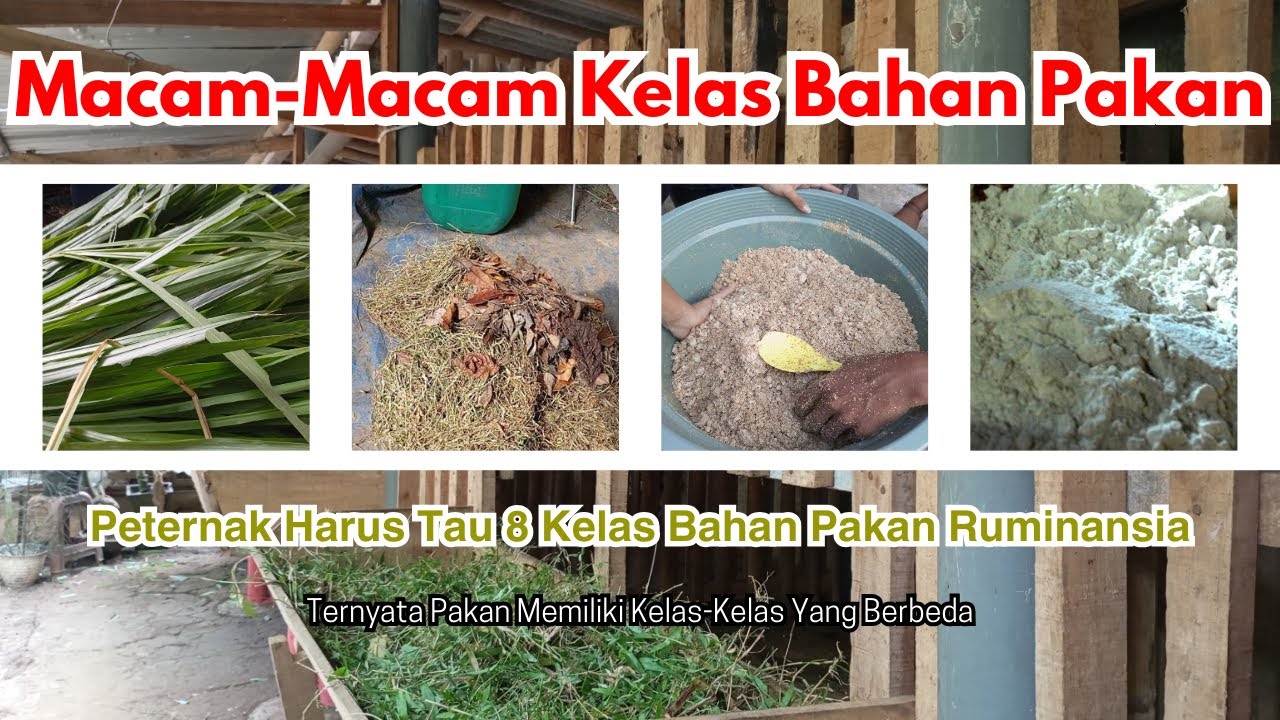 Peternak Harus Tau!! 8 Kelas Bahan Pakan Untuk Ternak Ruminansia