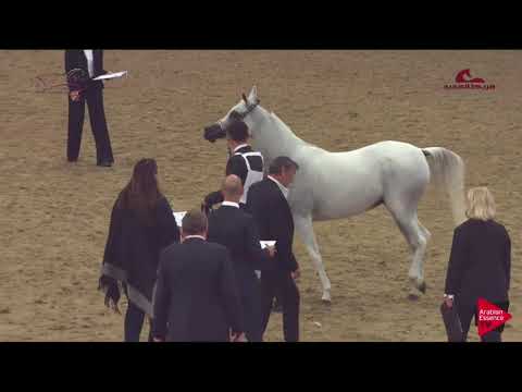N.149 GHAYAHEEB - 2019 Al Shaqab Arabian Horse Show Festival - Mares 7-10 Years Old