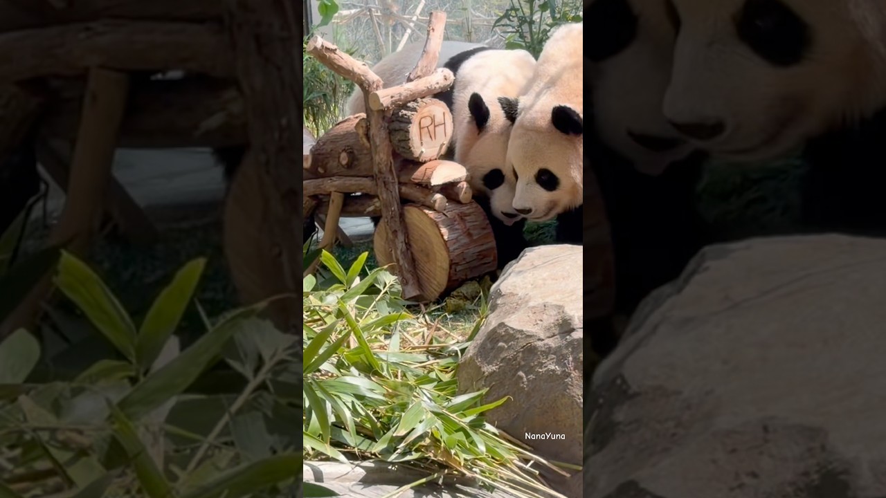 사뿐사뿐 걸어오는 후이~~언니 비켜봐~(판다 세컨하우스 루이 후이)