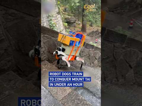 Robot dogs train to conquer Mount Tai in under an hour #coolchina