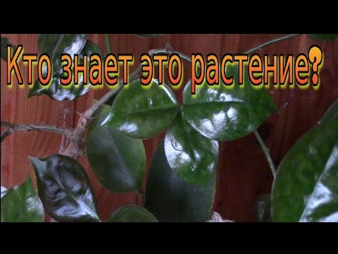 Как называется растение? Комнатные цветы!