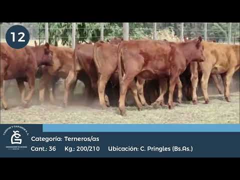 Lote M Y H- Cnel. Pringles Bs As