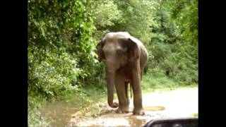 preview picture of video 'Wasgomuwa National Park (Sri Lanka) 2'