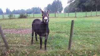 preview picture of video 'Chester meets a playful donkey'