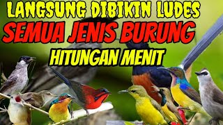 Download lagu langsung dibikin ludes semua jenis burung hitungan menit || suara pikat burcil paling ampuh mp3 Download lagu langsung dibikin ludes semua jenis burung hitungan menit || suara pikat burcil paling ampuh mp3