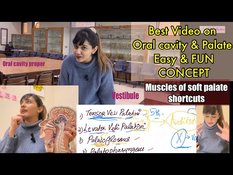 Oral Cavity & Palate Anatomy made fun | Muscles of Soft Palate with SHORTCUTS! | G.I.T module