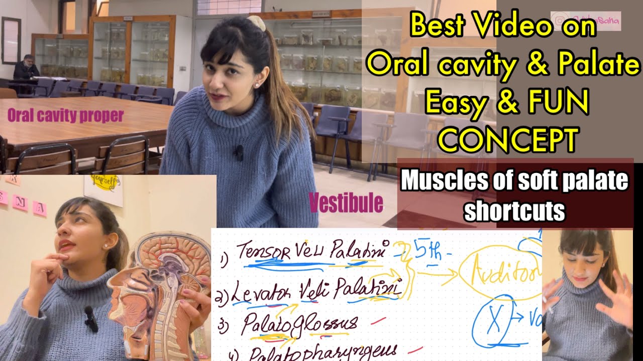 Oral Cavity & Palate Anatomy made fun | Muscles of Soft Palate with SHORTCUTS! | G.I.T module