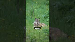 Meet the Sea Wolves: Vancouver Island's Unique Seafood-Loving Predators