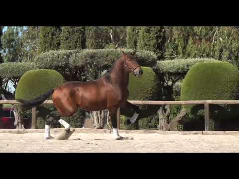 CRÁTER DE SUSAETA – Elegancia, ritmo y poder en cada tranco | Hijo de Poeta de Susaeta