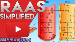 Renin Angiotensin Aldosterone Sysytem - Renin Pathway easy Explanation
