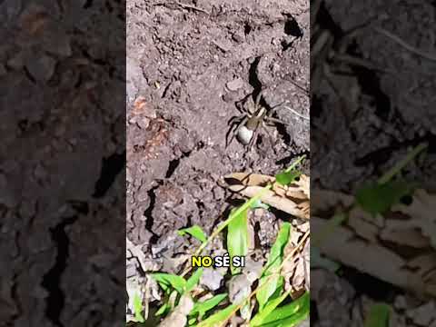 Viste una araña así ? Caminata en el sendero hacia los cajones de San Lorenzo Salta Argentina #fyp