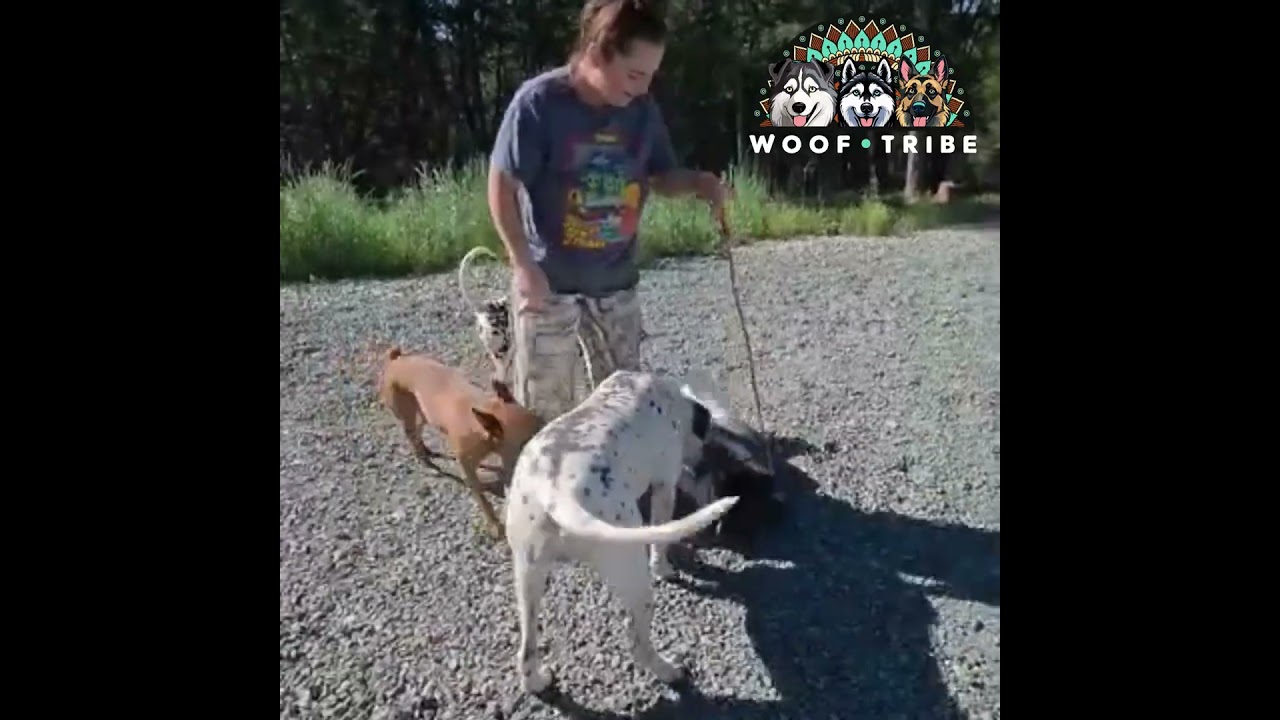 REIGN THE STUNNING SHEPSKY, a ADOPTABLE mixed breed in Missoula, MT video 4/6