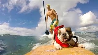 animale faze animale sportive