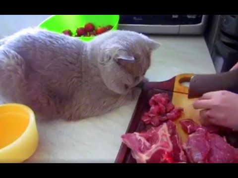 What do British Shorthair cats eat?