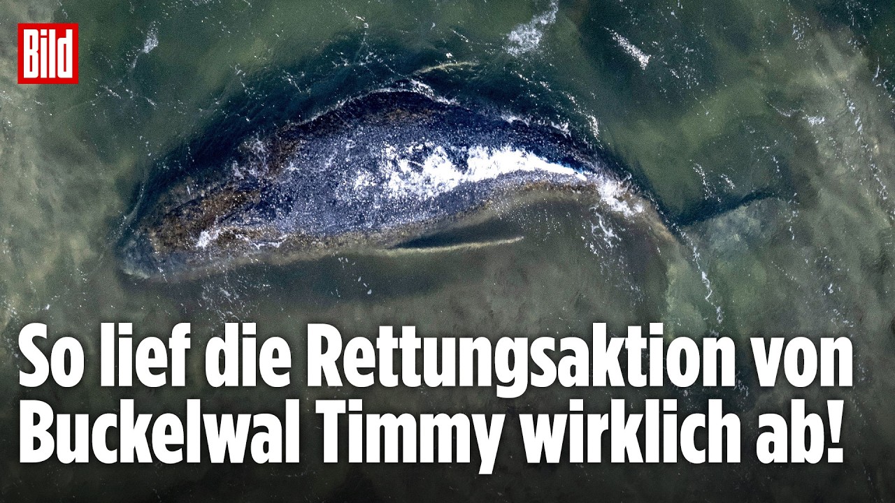 Wal-Krimi um Timmy: Das komplette Ostsee-Drama um den gestrandeten Buckelwal! | BILD Doku