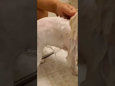 寵物洗澡過濾蓮蓬頭