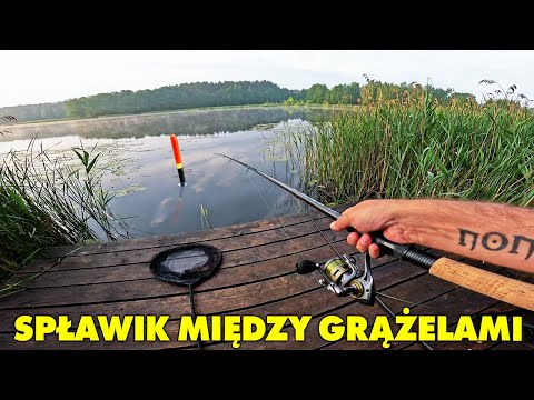 Łowienie linów na jeziorze z pomostu ! Wędkarstwo spławikowe 2025