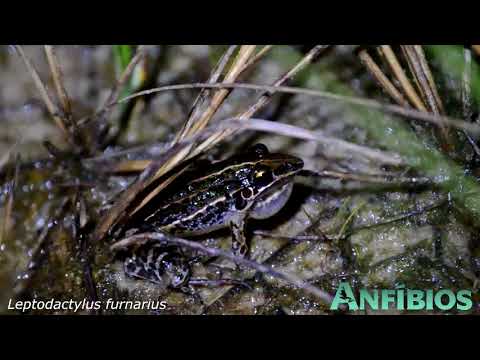 Spermophilopsis leptodactylusについて詳しく解説