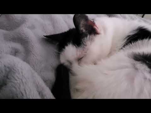 My Cat Snores So Loudly!!