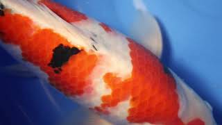 video van Sanke  2306004