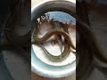 Gesi Baglari Snake Fish Very Dangerous Shorts Youtubeshorts Viralshorts Fishing