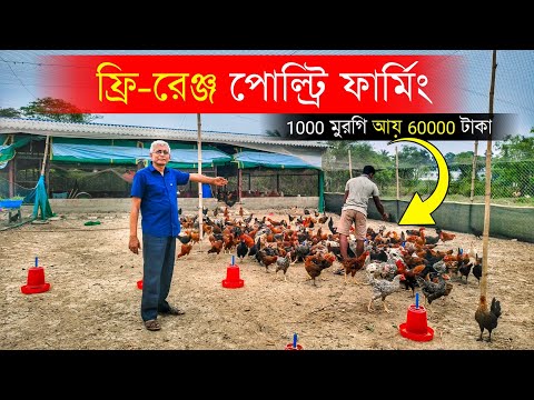 ফ্রি-রেঞ্জ এ দেশী মুরগি পালন | Country Chicken Farm | 1000 মুরগি আয় 60000 টাকা | Desi Murgi Farm