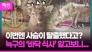 이번엔 사슴이 탈출했다고?????????…이 와중에 늑구의 근황부터 ‘바닥 식사’???? 알고보니... ???? [직썰]