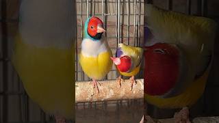 Download lagu Burung Gouldian Finch Bernyanyi #asmr #birdsinging mp3