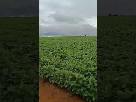 Fazenda à venda em Naviraí/MS. 1.200 hectares, sendo 960 de plantio