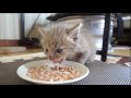 餌は食べれるけどミルクは自力で飲めない子猫【保護子猫】【保護猫 子猫】