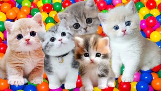 Download lagu LAGU KUCINGKU TELU KUCING MEONG MEONG LAGU ANAK INDONESIA POPULER mp3 Download lagu LAGU KUCINGKU TELU KUCING MEONG MEONG LAGU ANAK INDONESIA POPULER mp3