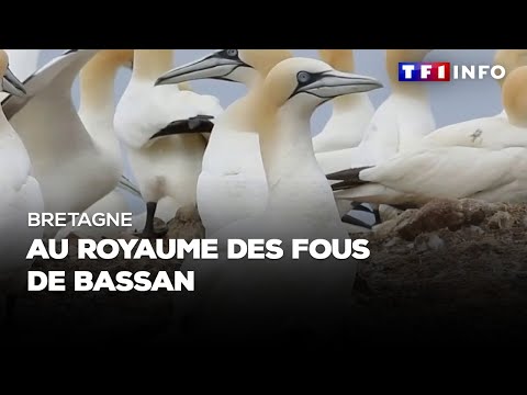 Bretagne : au royaume des fous de Bassan