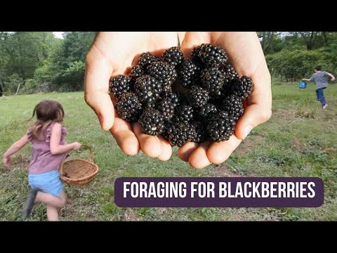 Foraging for Blackberries (Dewberries) Will we have enough for a cobbler?