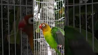 Download lagu Lovebird ngekek pendek | #shorts mp3 Download lagu Lovebird ngekek pendek | #shorts mp3