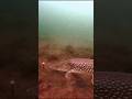 Video Thumbnail for Pike ate my hotdog  ? #shorts #pike #fishing #icefishing