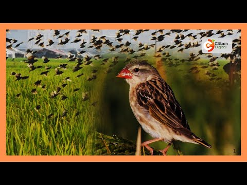 Wakulima Kisumu wapoteza mamilioni kutokana na uvamizi wa nyuni katika mashamba ya mpunga