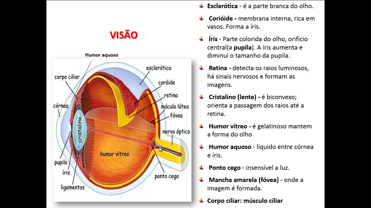 NERVOS CRANIANOS PARTE 2 - NERVO ÓPTICO E MECANISMO DA VISÃO