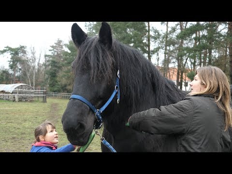 Belgian Draft Horses:  Georges and Gloria are combed and brushed