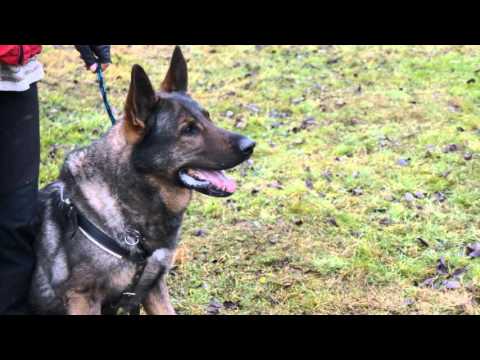 DRACO MANIA BOHEMIA training defence 1/2014