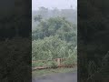 Barish Barish Sawan Nature Rain Weather Monsoon July Shorts