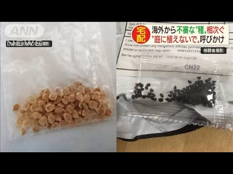 スターワート、中国の愚か者の帽子 植物