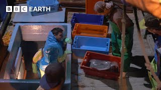 Fishing for Jumbo Squid in Peru | Fishing Impossible | The Travel Edit