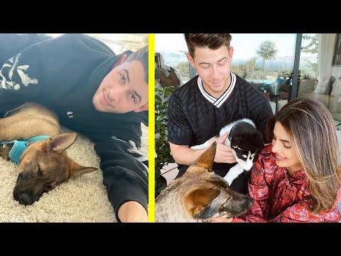 Dogs of Nick Jonas and Priyanka Chopra