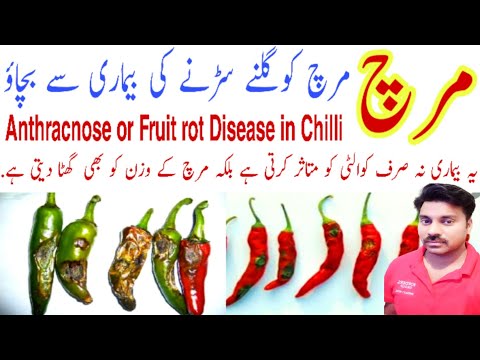 , title : 'How to control Fruit rot Disease in chilli crop | Anthracnose disease management in chilli field'