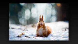 Dax Johnson - Bright Eyes