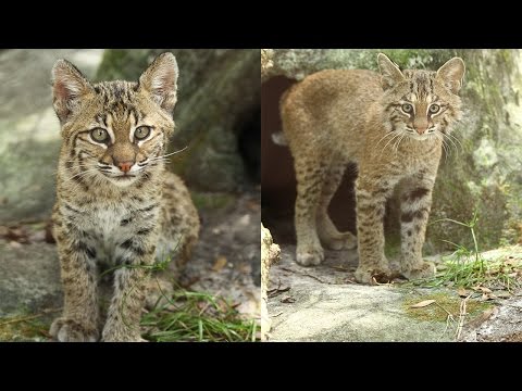Rehab Bobcat Kittens Get Vaccinated