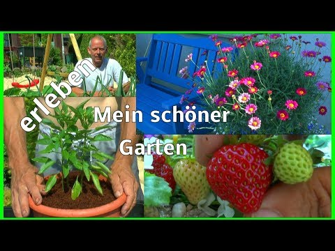 Winds Gelenkschmerzen Reißen und Dehnen der Bänder des Ellenbogengelenks