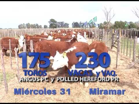 Bellamar y El Bonete en Miramar 2016